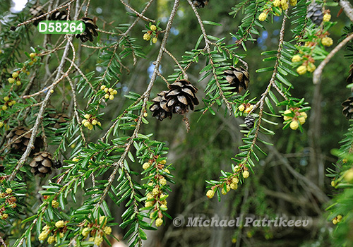 Eastern Hemlock (Tsuga canadensis)